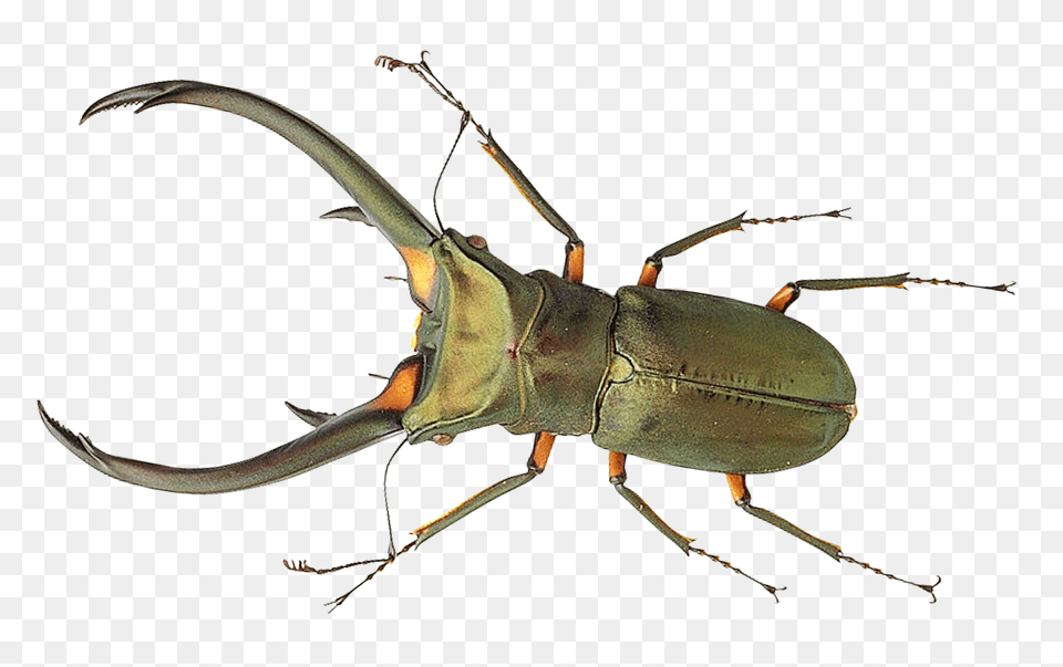 Bug Transparent Bug, Animal, Food, Invertebrate, Lobster Png Image