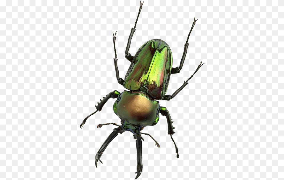 Bug Transparent Image Transparent Background Bug, Animal, Insect, Invertebrate Png