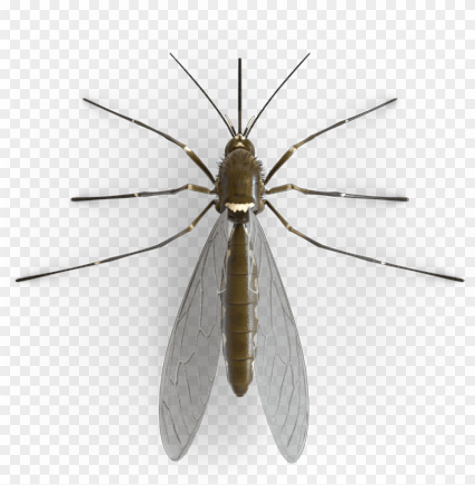 Bug Wings Mosquito Freetoedit Net Winged Insects, Animal, Insect, Invertebrate Free Transparent Png