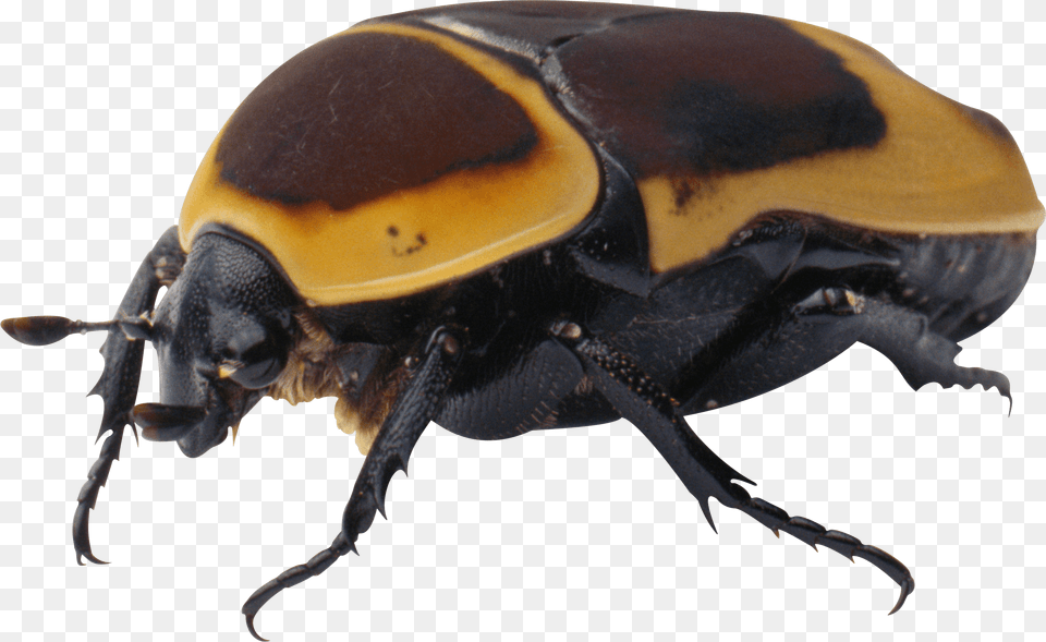 Bug Yellow Black, Animal, Dung Beetle, Insect, Invertebrate Free Png Download