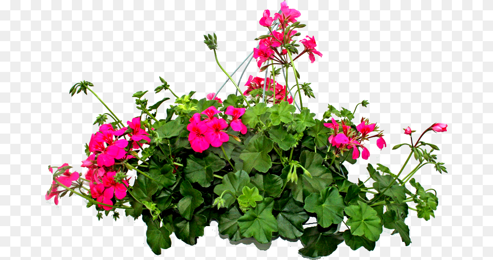 Bugambilias, Flower, Geranium, Plant, Flower Arrangement Free Transparent Png