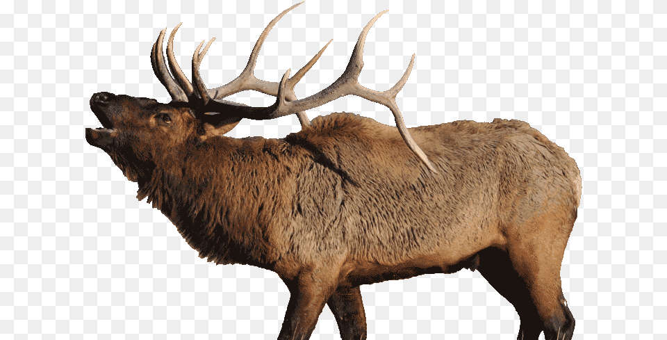 Bugling Elk Elk, Animal, Deer, Mammal, Wildlife Png