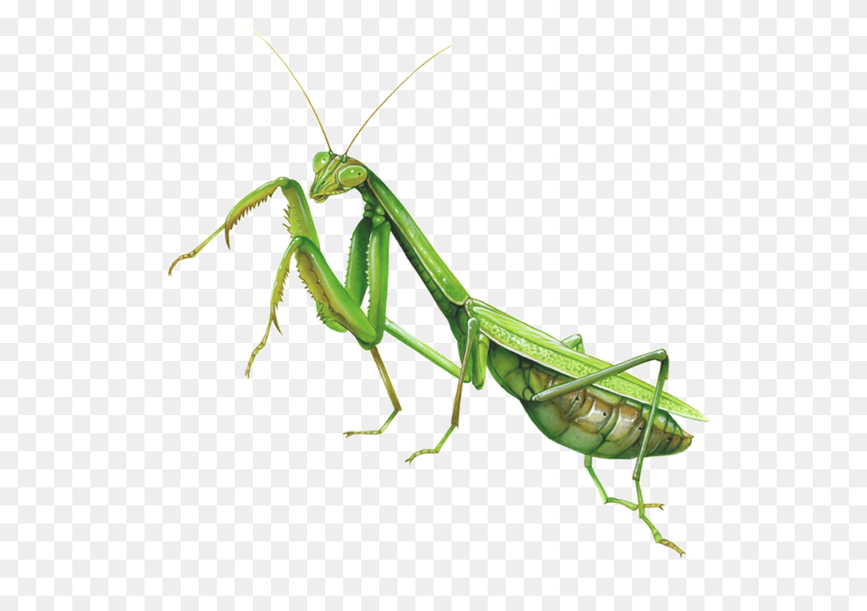 Bugs, Animal, Insect, Invertebrate, Cricket Insect Png Image