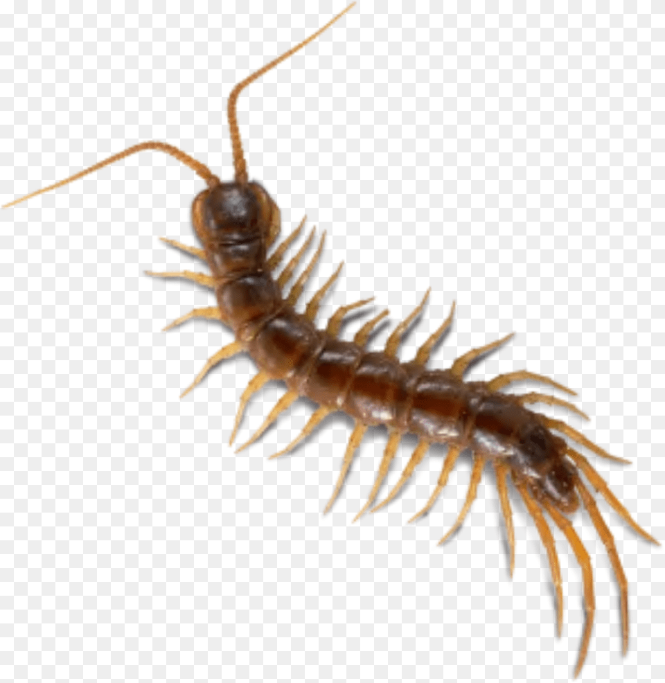 Bugs Bug Insect Cute Creepy Gross Gothic Horror Millipedes, Animal, Invertebrate Free Png Download