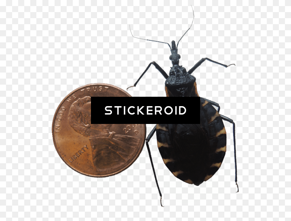 Bugs Bug Insects Net Winged Insects, Animal, Insect, Invertebrate Free Png