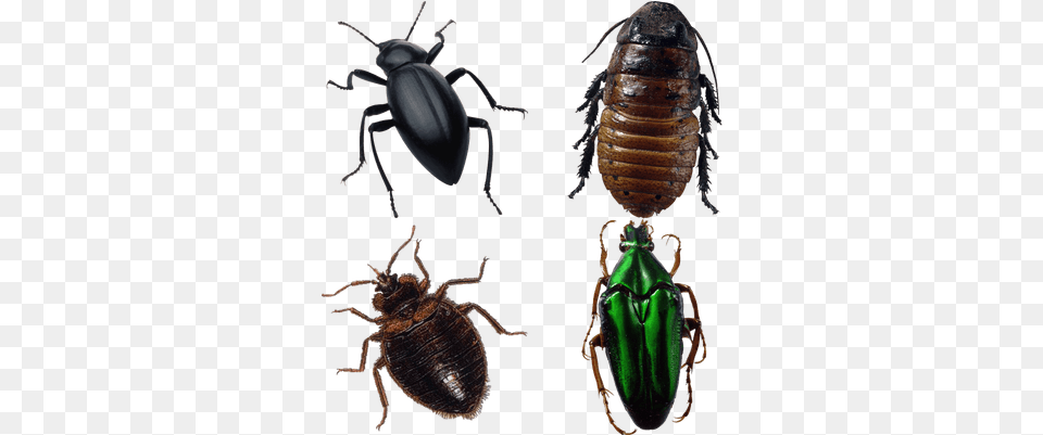 Bugs Clipart Images, Animal, Insect, Invertebrate Free Transparent Png