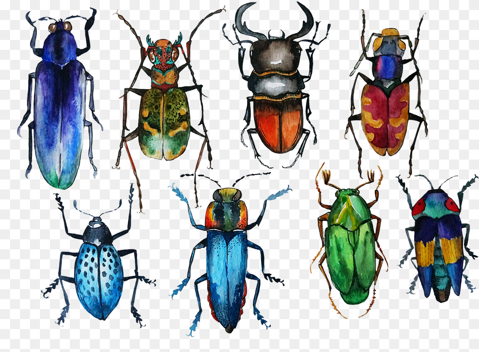 Bugs Drawing Watercolor Watercolor Bugs, Animal, Insect, Invertebrate, Bird Png