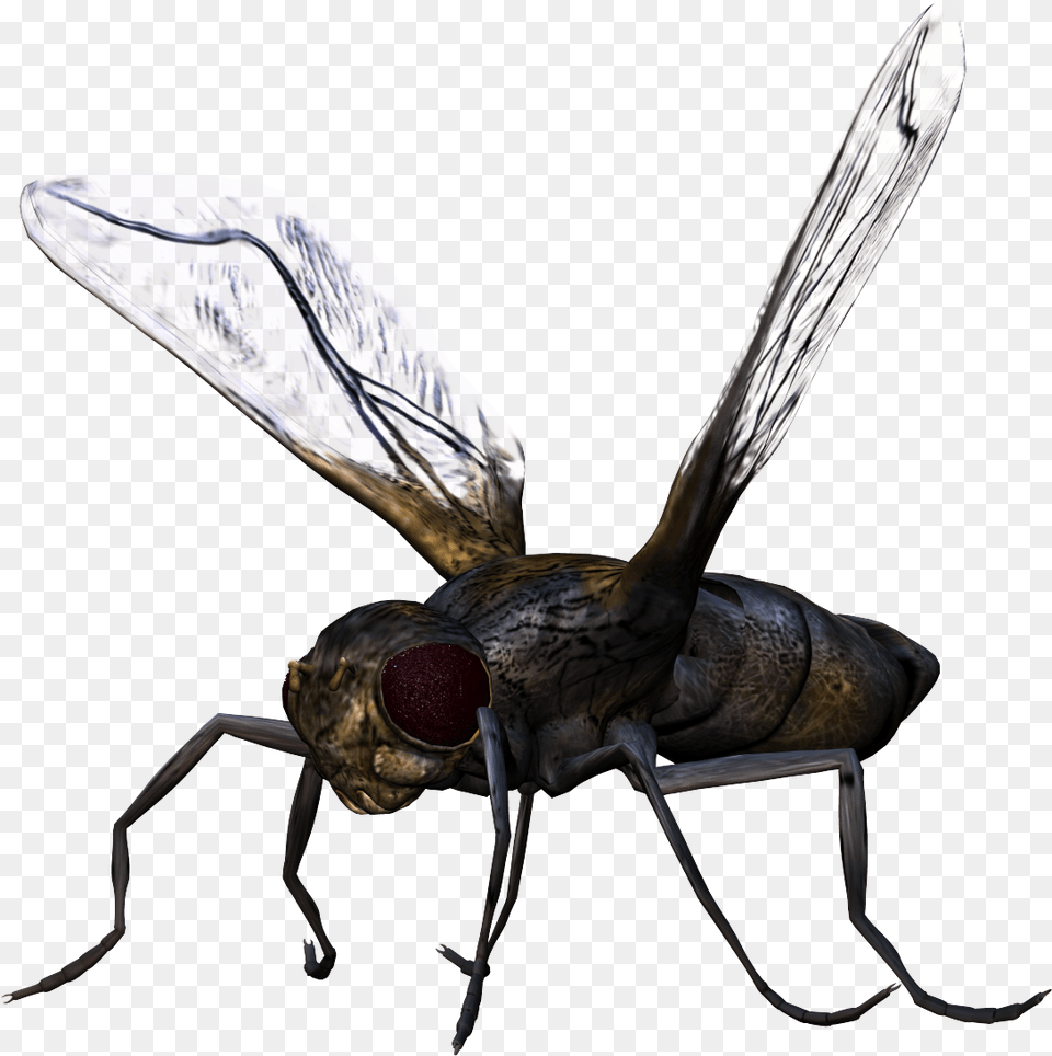 Bugs For Download Bug, Animal, Bee, Insect, Invertebrate Free Transparent Png