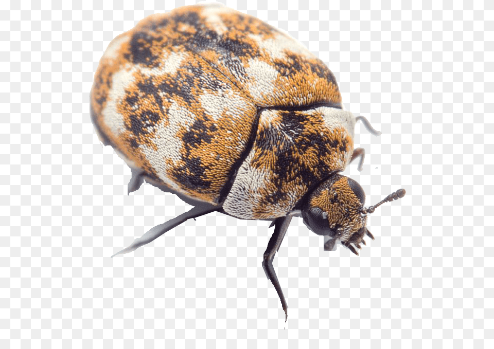 Bugs Free Download Small White Beetles In House, Animal, Insect, Invertebrate, Dung Beetle Png