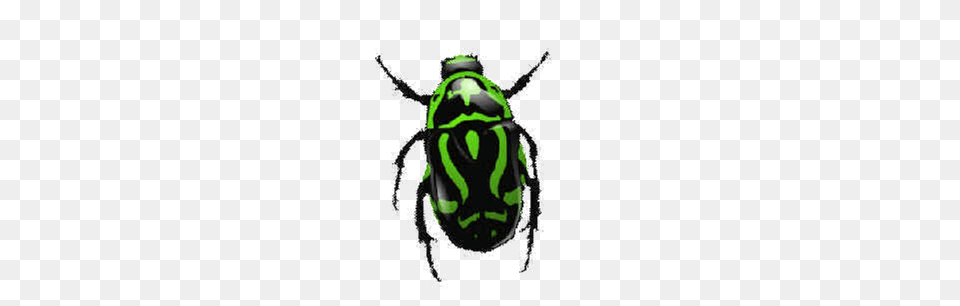 Bugs Images Pictures Bug, Animal, Ammunition, Grenade, Weapon Free Png