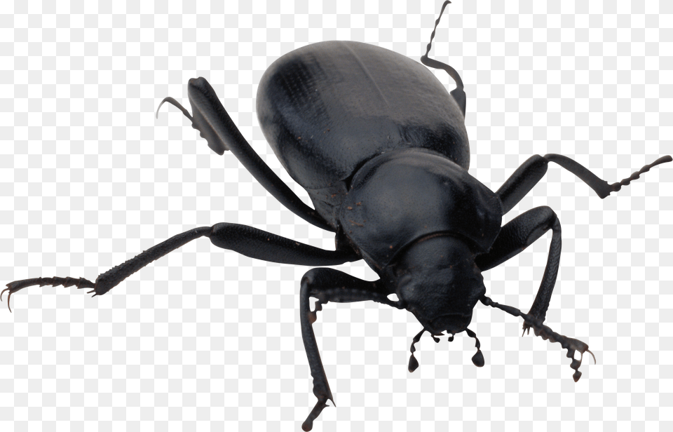 Bugs Images Pictures Bug Bug, Animal, Insect, Invertebrate Free Png Download
