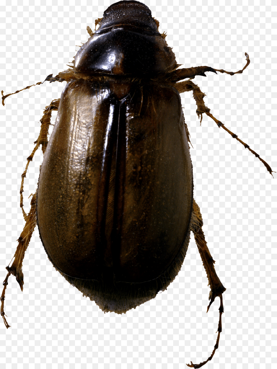 Bugs Without Background Bug, Animal, Insect, Invertebrate, Dung Beetle Free Png