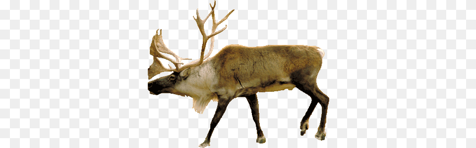Build A Biome Deer Taiga Biome Animals, Animal, Antelope, Elk, Mammal Free Transparent Png