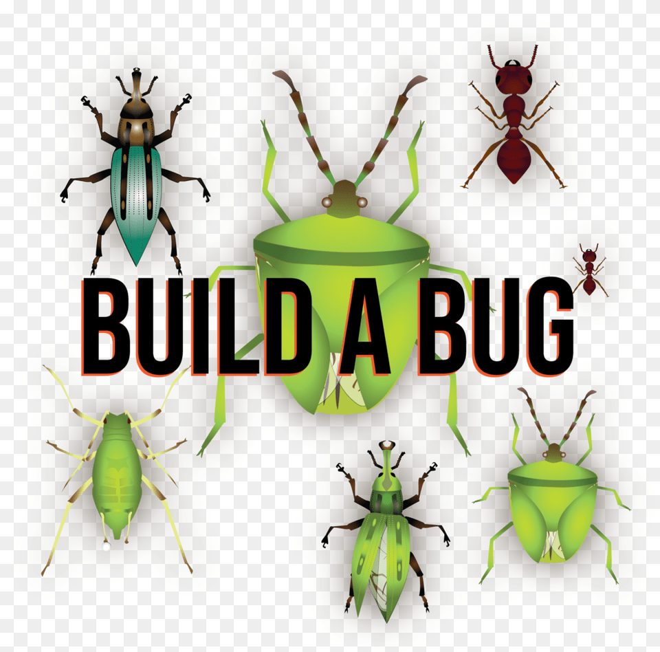 Builda Bug, Person, Animal, Insect, Invertebrate Free Transparent Png