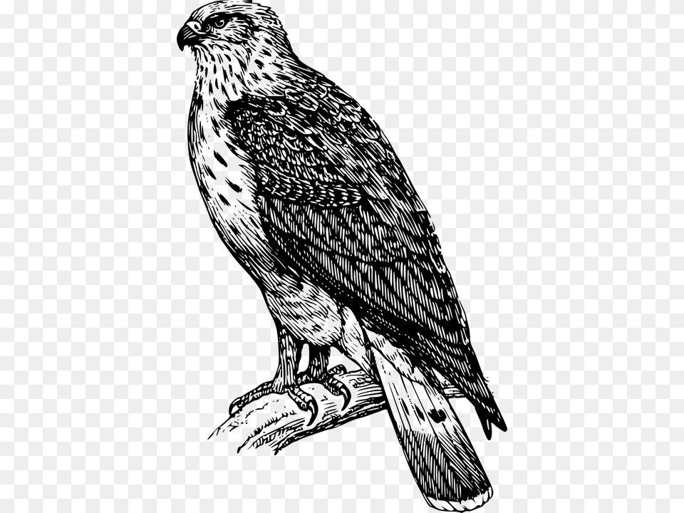 Buizerd Tekening, Gray Png Image