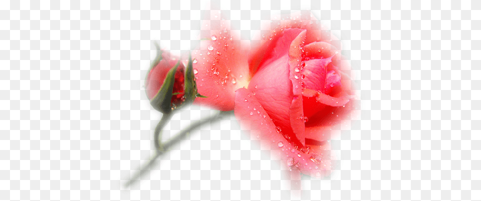 Buket Cvetov Animaciya Garden Roses, Flower, Plant, Rose, Petal Free Transparent Png