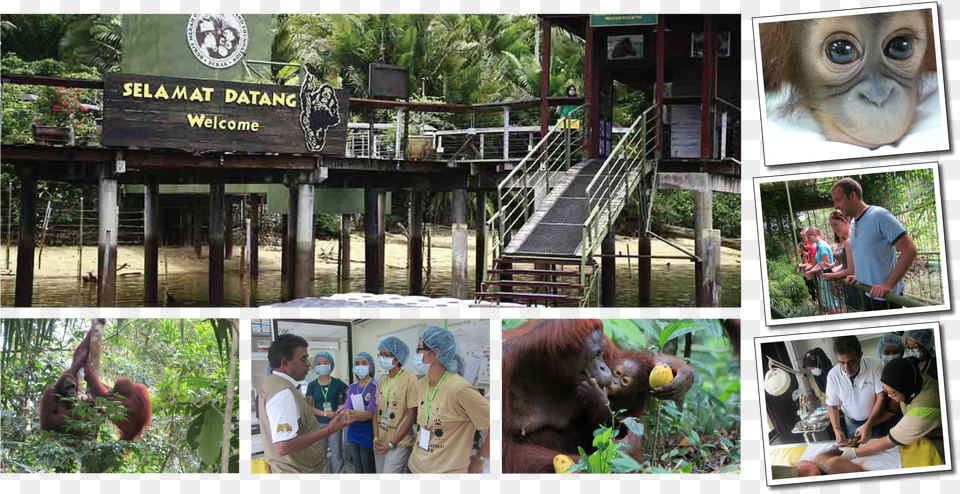 Bukit Merah Orangutan Island Png