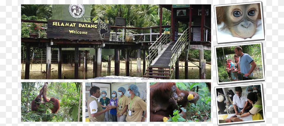 Bukit Merah Orangutan Island, Zoo, Animal, Woman, Person Free Png Download