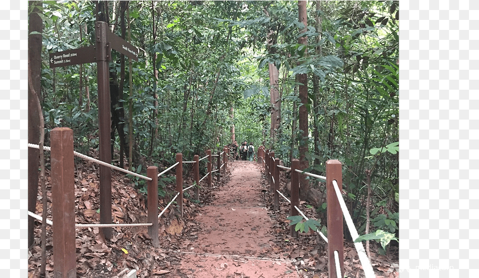 Bukit Timah Nature Reserve Reopens After 2 Years Of Old Growth Forest, Trail, Outdoors, Path, Animal Free Transparent Png