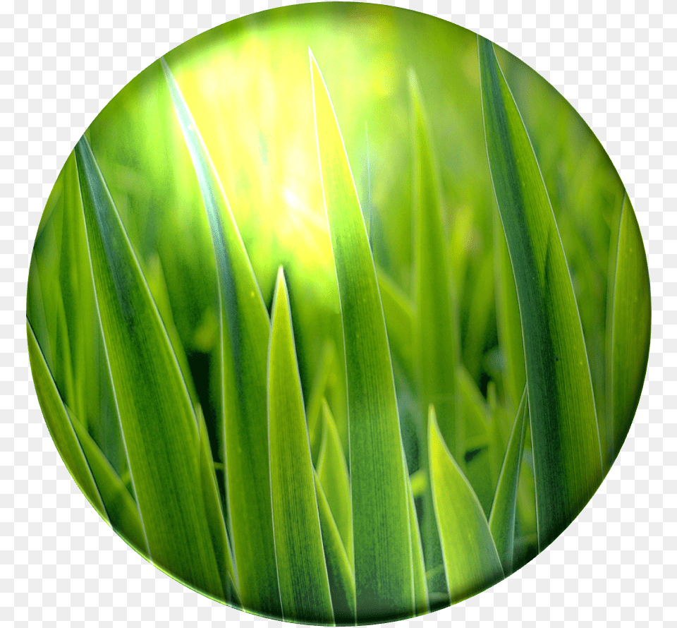 Bulbasaur Grass Poison Green Grass, Leaf, Plant, Lawn Free Transparent Png