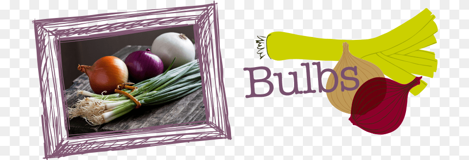 Bulbs 2 Design, Food, Produce, Onion, Plant Png