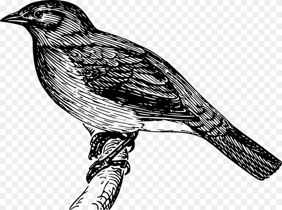 Bulbul Clipart, Animal, Bird, Finch, Blackbird Free Png Download