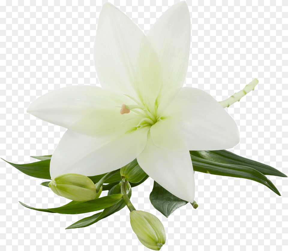 Bulk Asiatic Lilies White Lily, Flower, Plant Png