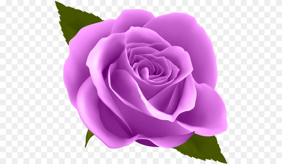 Bulk Purple Roses Qf Transparent Background Purple Rose, Flower, Plant Png Image