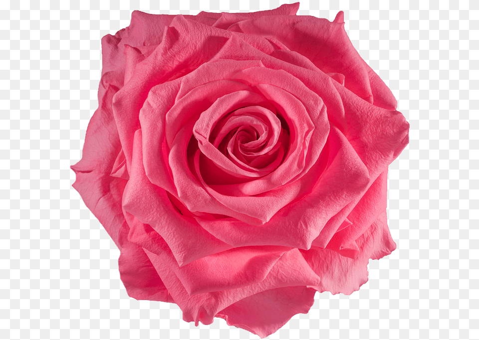 Bulk Roses Bright Rose, Flower, Plant, Petal Free Transparent Png