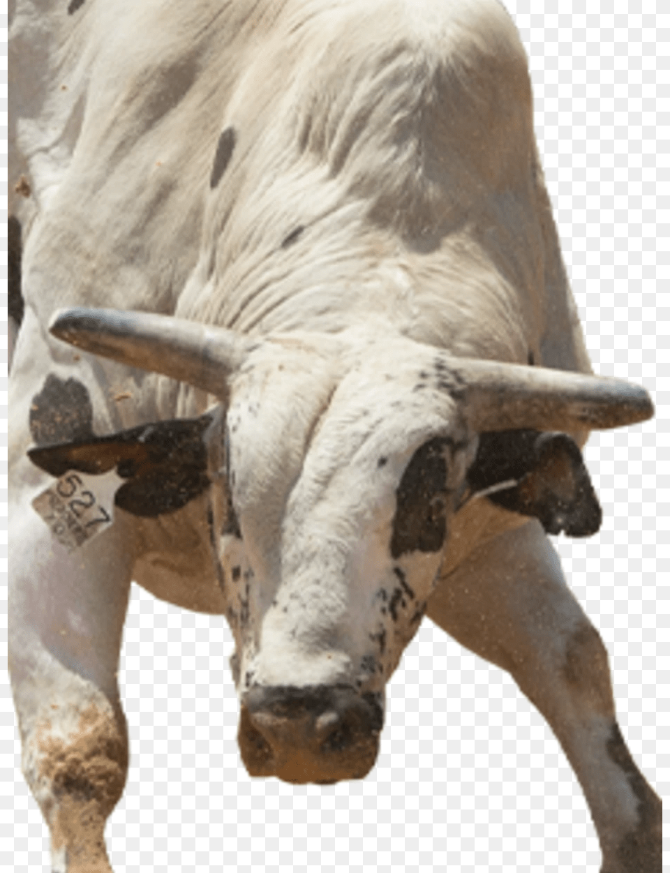 Bull, Animal, Mammal, Cattle, Livestock Free Png Download