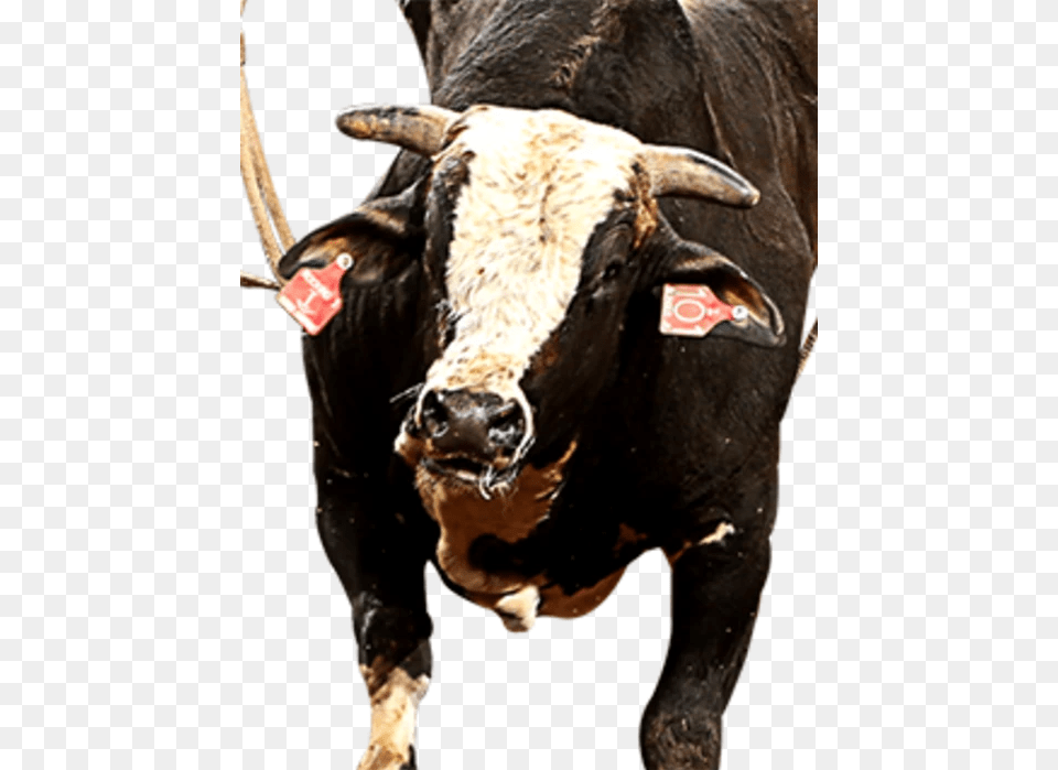 Bull, Animal, Mammal, Cattle, Livestock Free Png