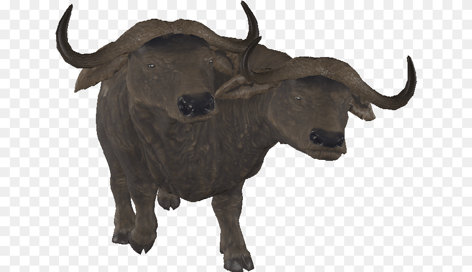 Bull, Animal, Buffalo, Mammal, Wildlife Png Image