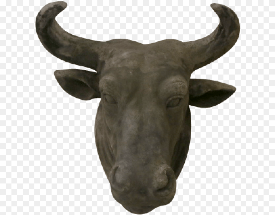 Bull, Animal, Mammal, Wildlife, Buffalo Free Png Download