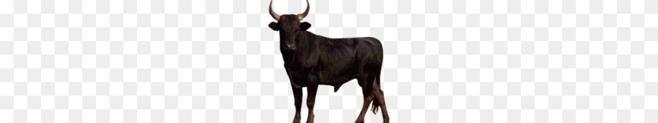 Bull, Animal, Cattle, Livestock, Mammal Png