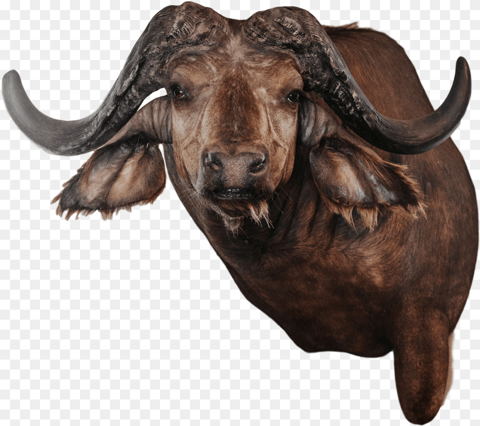 Bull, Animal, Buffalo, Mammal, Wildlife Png