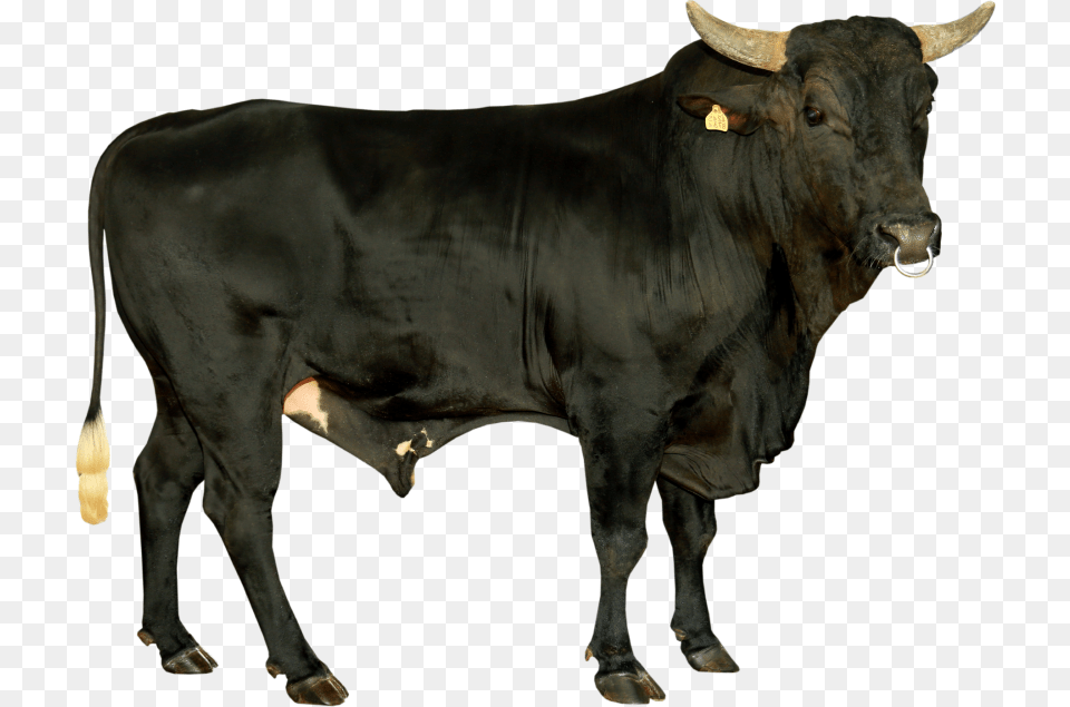 Bull, Animal, Cattle, Cow, Livestock Png Image