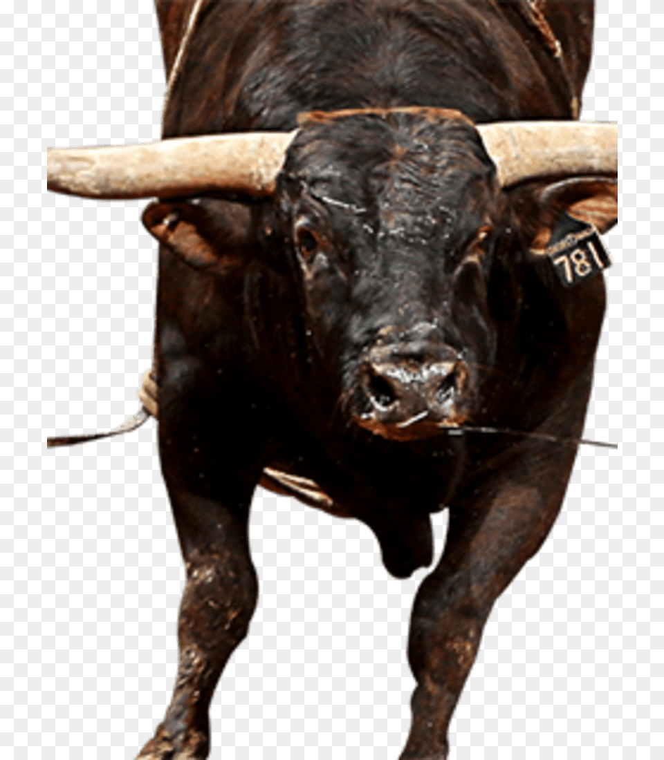 Bull, Animal, Mammal, Cattle, Livestock Png