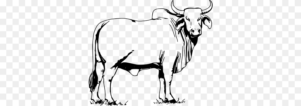 Bull Gray Free Png Download