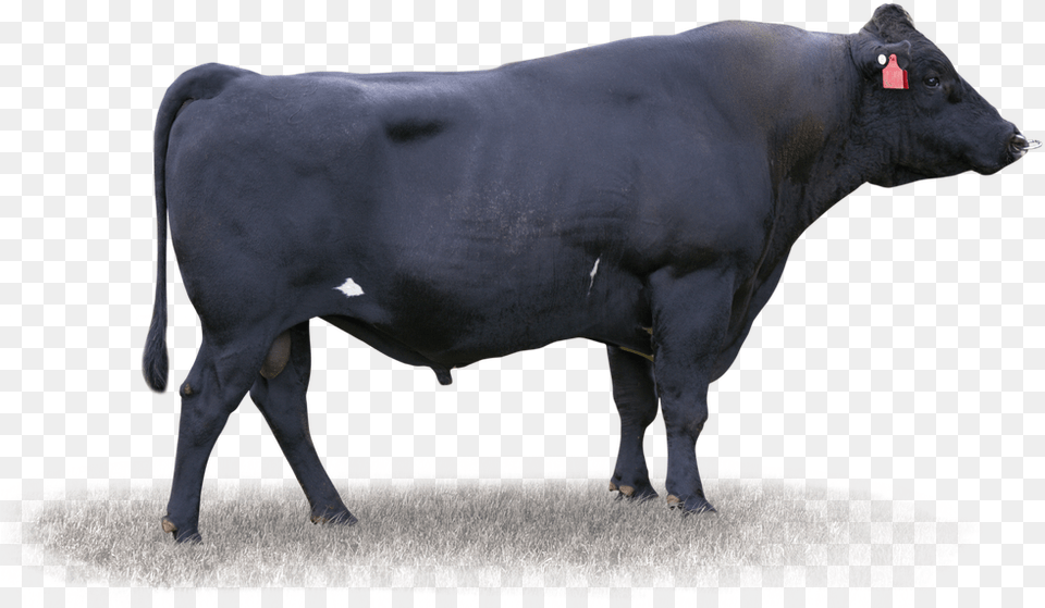Bull, Angus, Animal, Cattle, Livestock Png Image