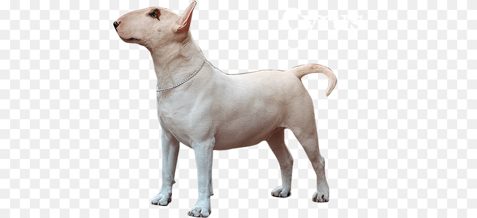 Bull And Terrier, Animal, Canine, Dog, Mammal Free Png Download