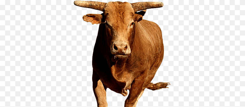 Bull Bull, Animal, Mammal, Cattle, Cow Free Png Download
