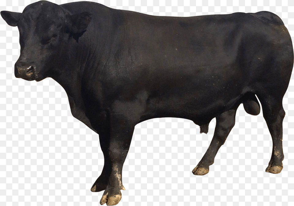 Bull Bull, Angus, Animal, Cattle, Livestock Png