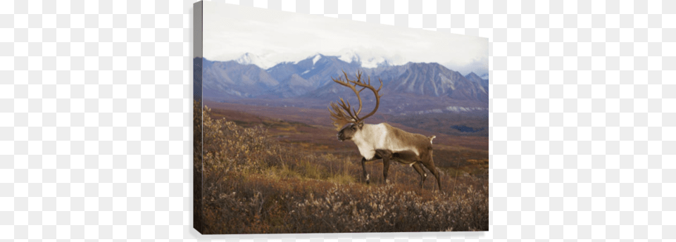 Bull Caribou On Autumn Tundra With Alaska Range In Posterazzi Bull Caribou On Autumn Tundra With Alaska, Animal, Deer, Elk, Mammal Png