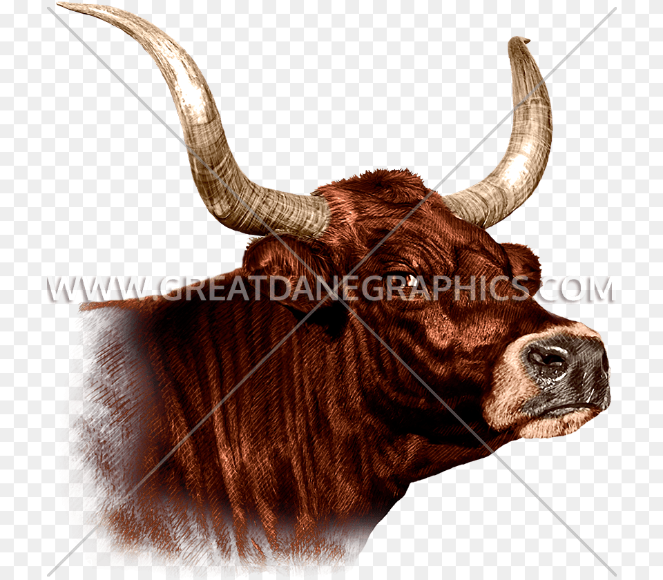 Bull Clip Art, Animal, Cattle, Livestock, Longhorn Png