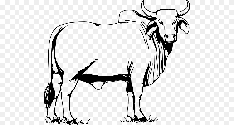 Bull Clip Art, Animal, Mammal, Cattle, Livestock Png