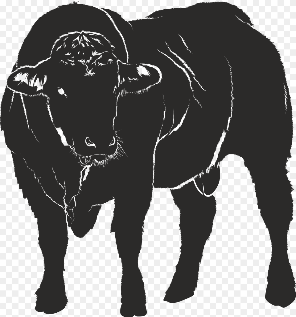 Bull Clipart, Animal, Mammal, Angus, Cattle Free Transparent Png