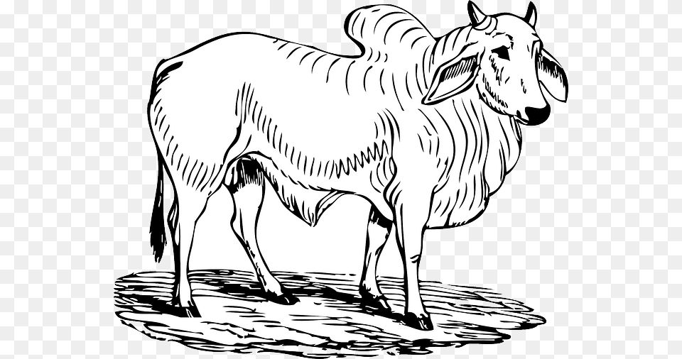 Bull Clipart Black And White, Animal, Mammal, Livestock, Cattle Free Transparent Png