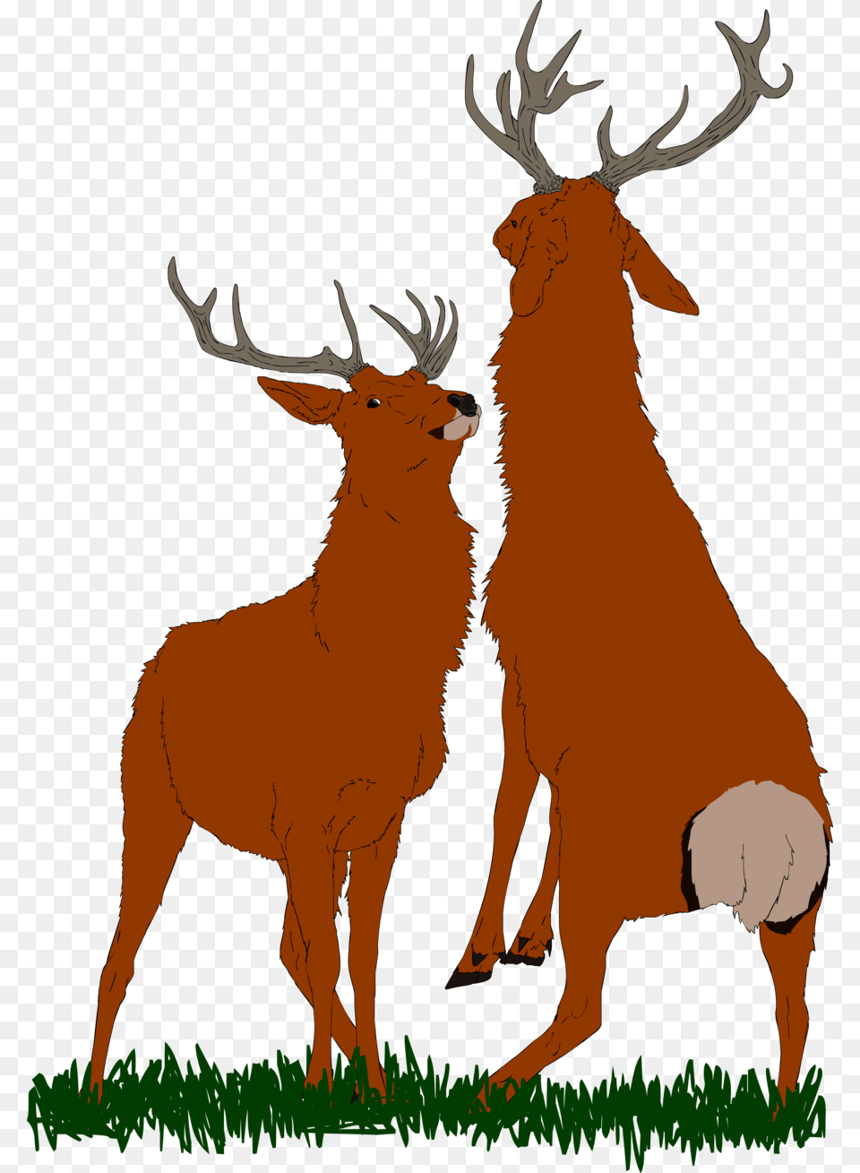 Bull Elk Antler, Animal, Wildlife, Deer, Mammal Free Png