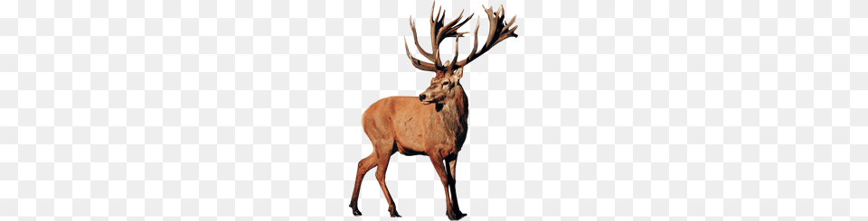 Bull Elk Hunting Outfitters Guides New Zealand Cardrona Safaris, Animal, Deer, Mammal, Wildlife Free Png Download