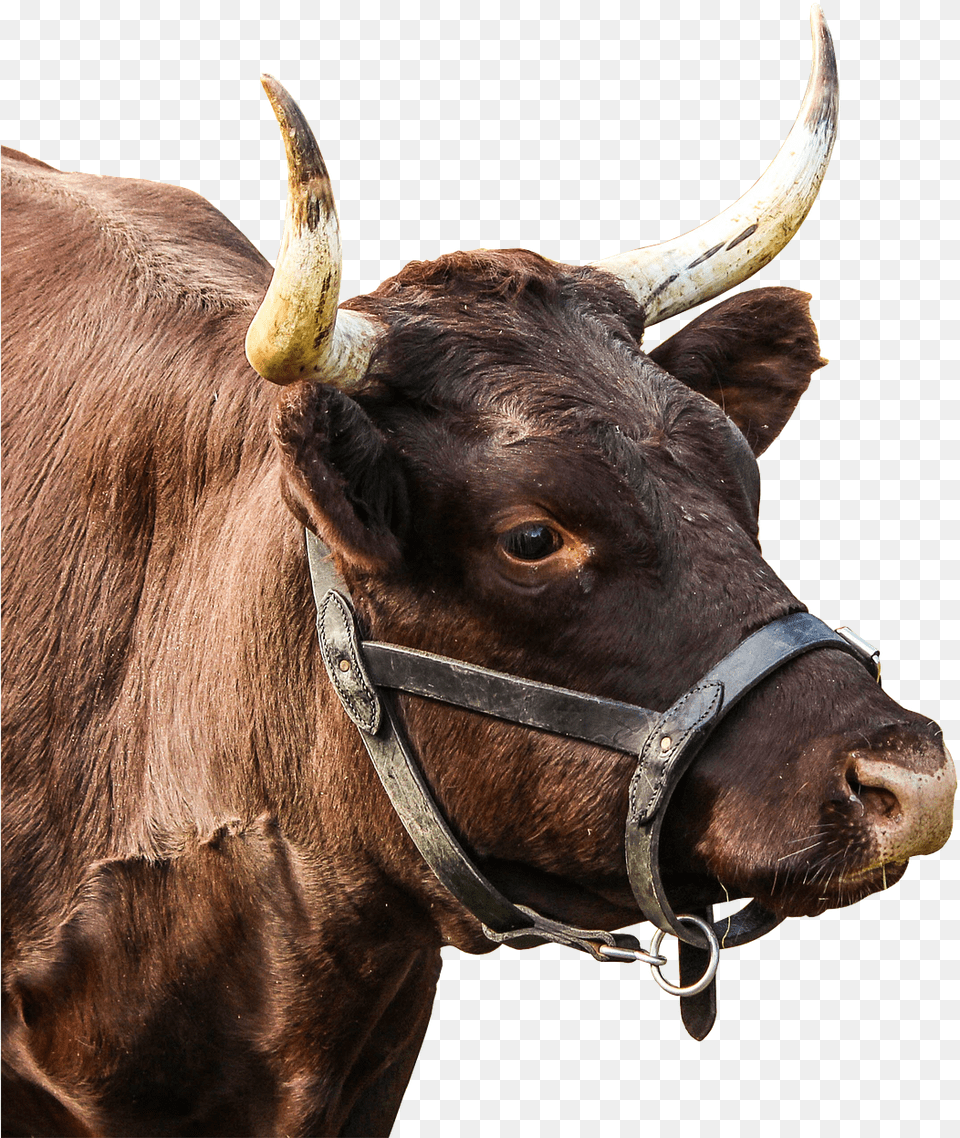 Bull Horns, Animal, Mammal, Cattle, Cow Png